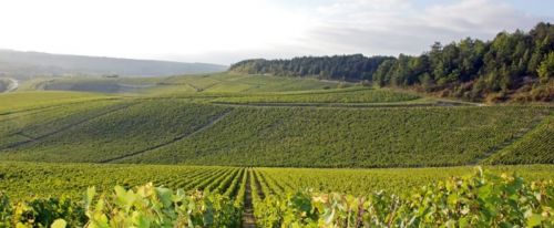 Domaine Jean Claude Courtault