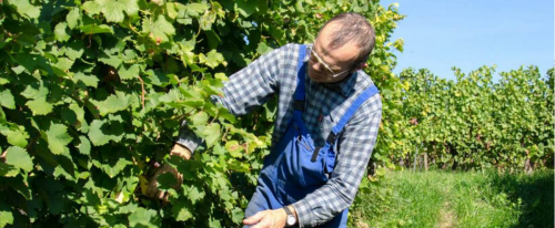 Domaine Laurent Bannwarth